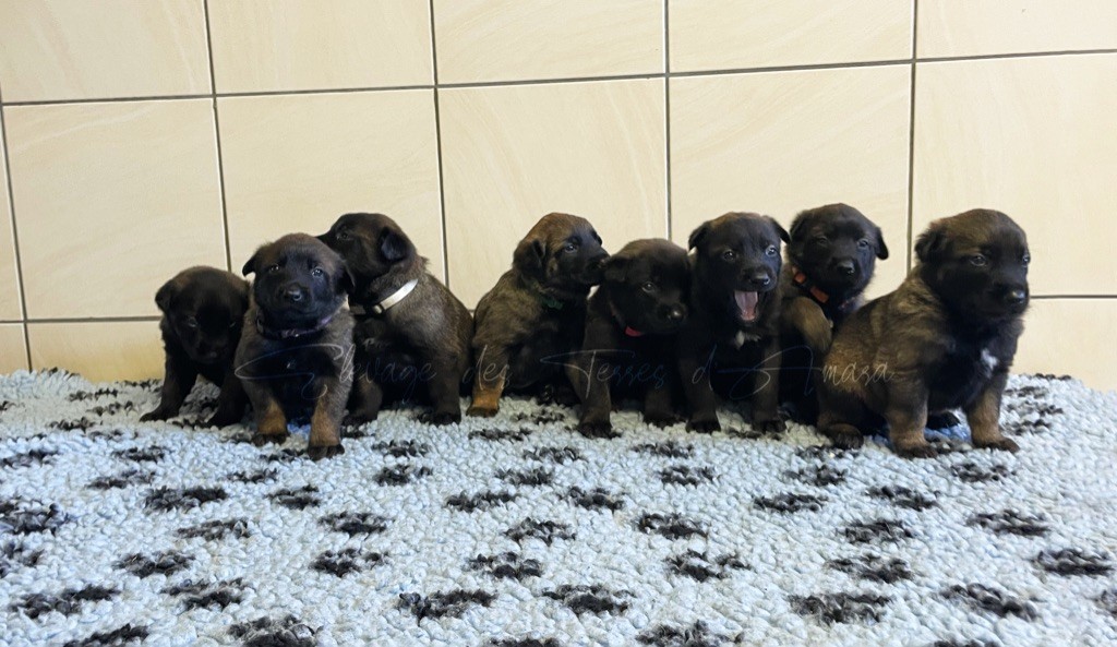 chiot Berger Belge Des Terres d'Amara