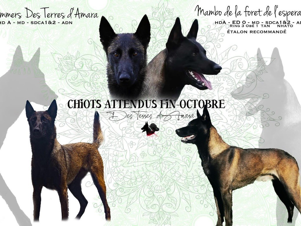 Des Terres d'Amara - Chiot disponible  - Berger Belge