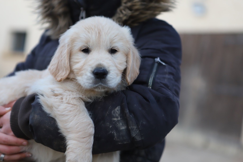 chiot Golden Retriever Des Terres d'Amara