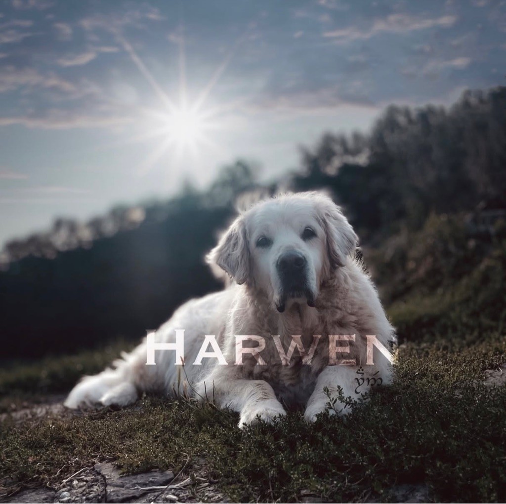 Harwen du Mas de Valaurine