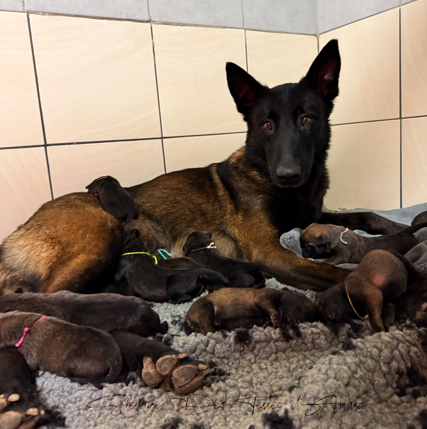 Des Terres d'Amara - Berger Belge - Portée née le 07/12/2025