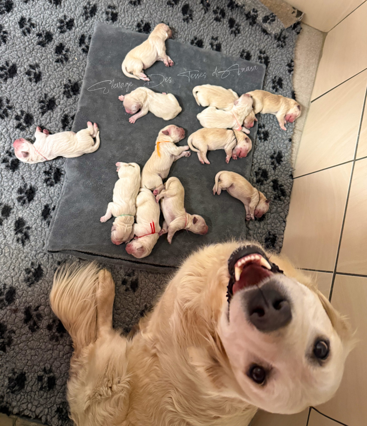 Des Terres d'Amara - Golden Retriever - Portée née le 05/03/2026