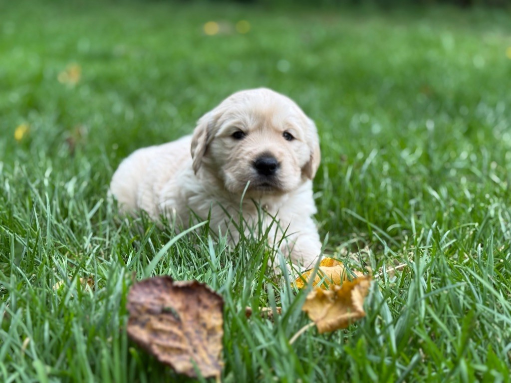 Des Terres d'Amara - Golden Retriever - Portée née le 17/09/2025