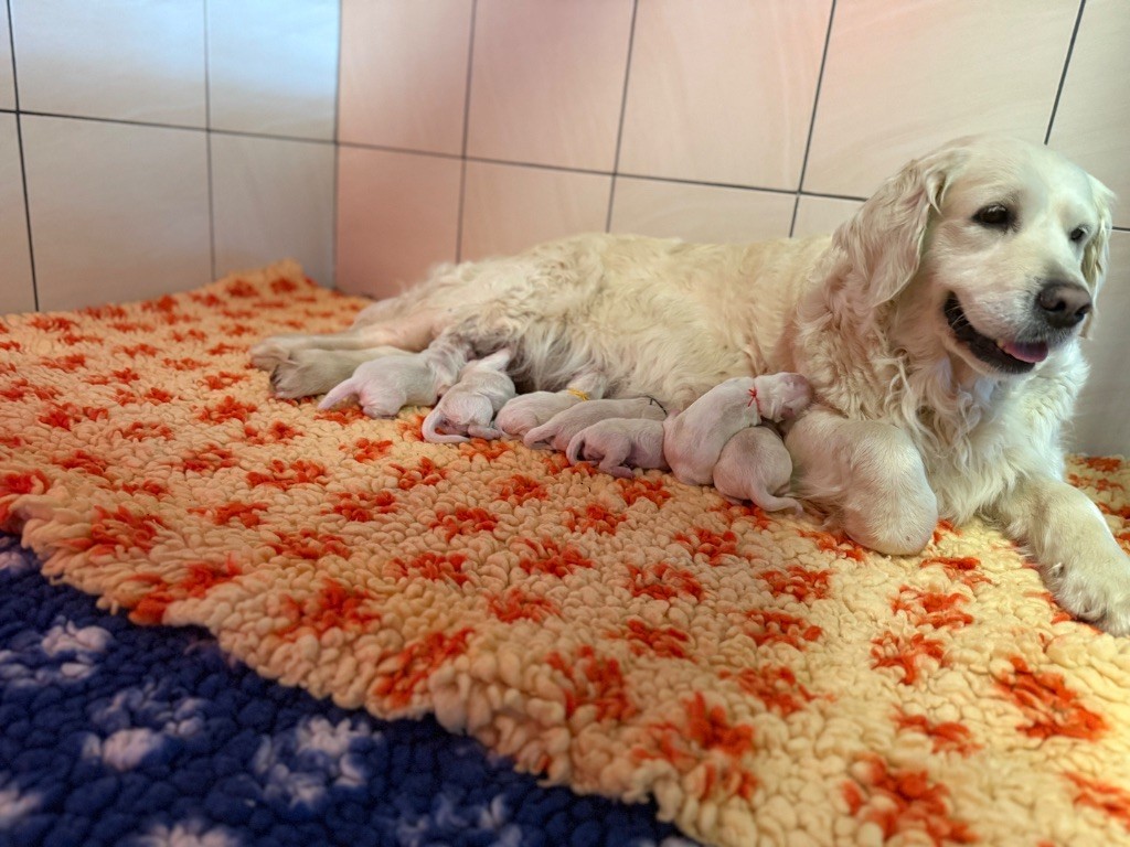 Chiot Golden Retriever Des Terres d'Amara